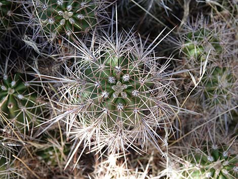 Baker Kingcup Cactus (Echinocereus bakeri)