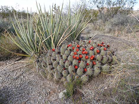 Baker Kingcup Cactus (Echinocereus bakeri)