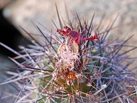 Baker Kingcup Cactus (Echinocereus bakeri)