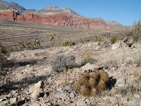 Engelmann's Hedgehog Cactus (Echinocereus engelmannii)