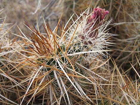 Engelmann's Hedgehog Cactus (Echinocereus engelmannii)