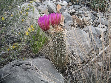 Engelmann's Hedgehog Cactus (Echinocereus engelmannii)