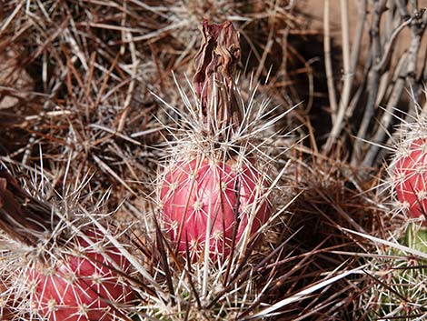 Engelmann's Hedgehog Cactus (Echinocereus engelmannii)