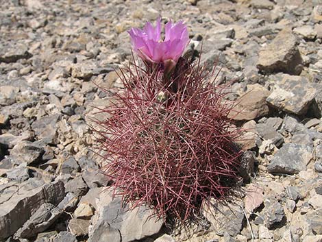 Johnson's Fishhook Cactus (Echinomastus johnsonii)