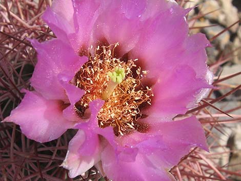 Johnson's Fishhook Cactus (Echinomastus johnsonii)