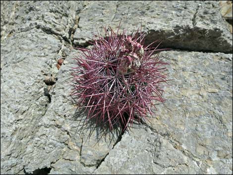 Johnson's Fishhook Cactus (Echinomastus johnsonii)