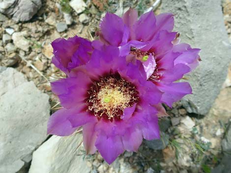 Johnson's Fishhook Cactus (Echinomastus johnsonii)