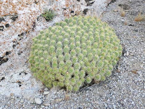 Mojave Kingcup Cactus (Echinocereus mojavensis)