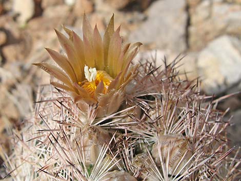 Desert Spinystar (Escobaria vivipara var. deserti)