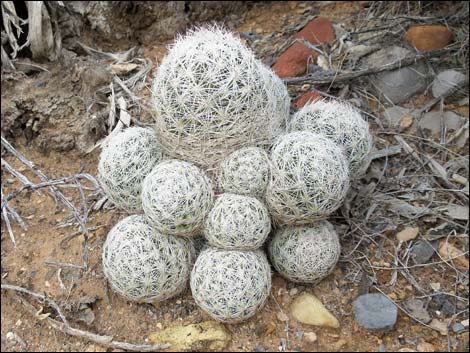 Desert Spinystar (Escobaria vivipara var. deserti)