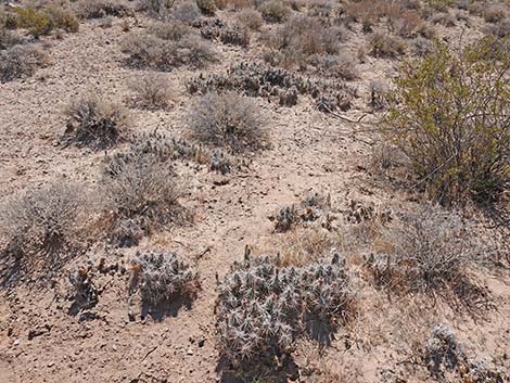 Matted Cholla (Opuntia parishii)