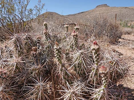 Matted Cholla (Opuntia parishii)