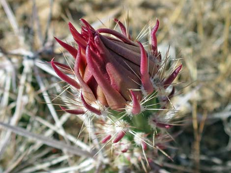 Matted Cholla (Opuntia parishii)