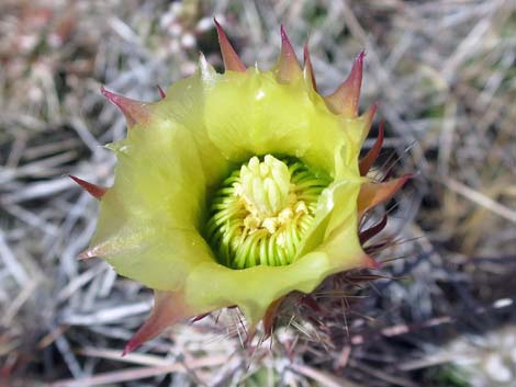 Matted Cholla (Opuntia parishii)