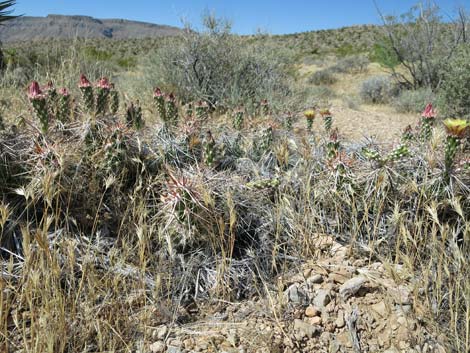 Matted Cholla (Opuntia parishii)