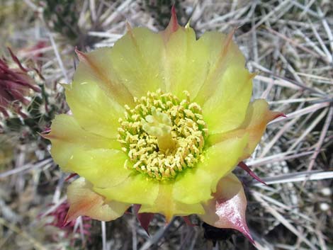 Matted Cholla (Opuntia parishii)