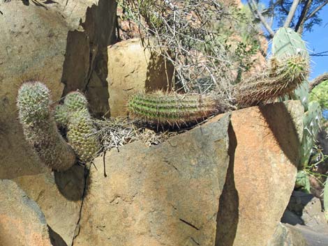 Graham's Nipple Cactus (Cochemiea grahamii)