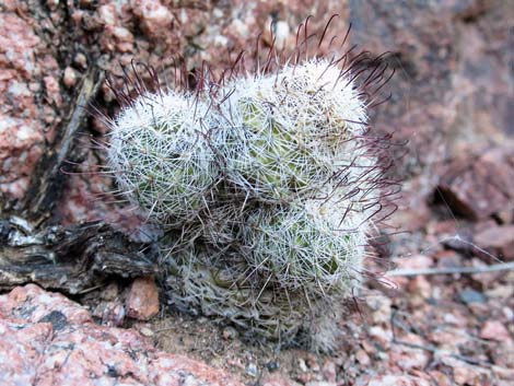 Graham's Nipple Cactus (Cochemiea grahamii)