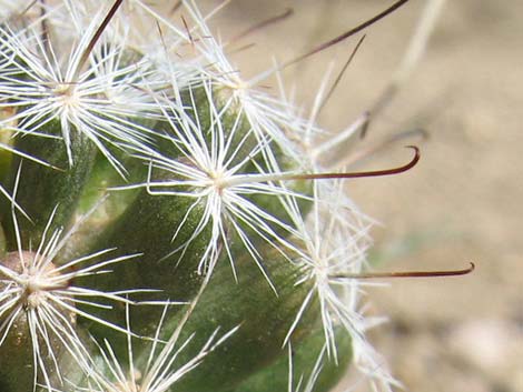 Common Fishhook Cactus (Cochemiea tetrancistra)