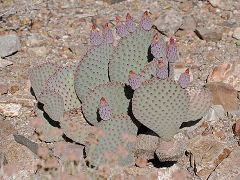 Beavertail Pricklypear (Opuntia basilaris)