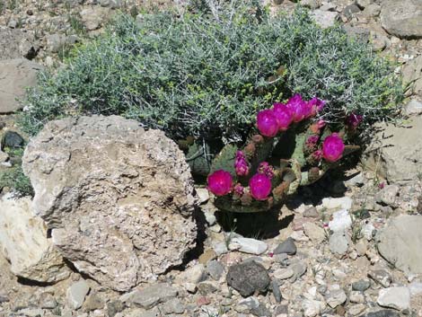 Beavertail Pricklypear (Opuntia basilaris)