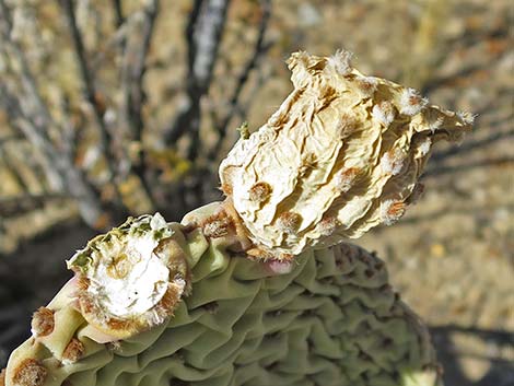 Beavertail Pricklypear (Opuntia basilaris)