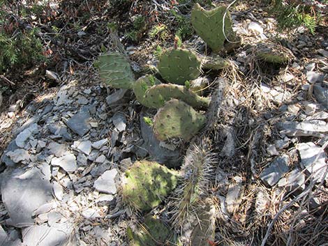 Charleston Mountain Pricklypear (Opuntia charlestonensis)