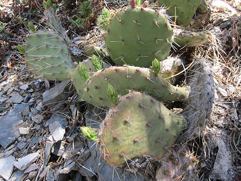 Charleston Mountain Pricklypear (Opuntia charlestonensis)