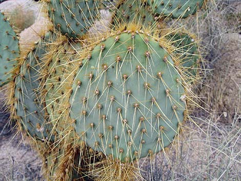 Pancake Pricklypear (Opuntia chlorotica)