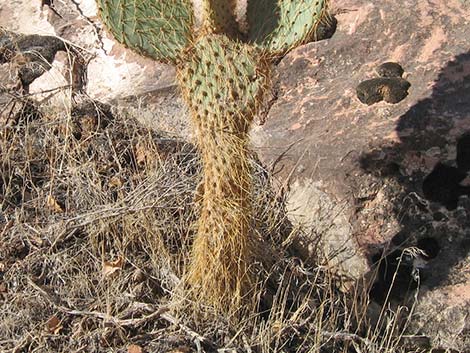 Pancake Pricklypear (Opuntia chlorotica)