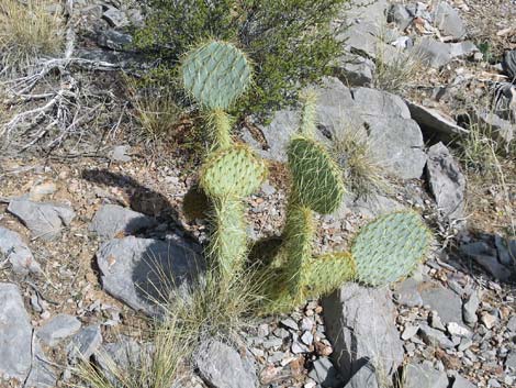 Pancake Pricklypear (Opuntia chlorotica)