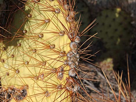 Searchlight Pricklypear (Opuntia curvispina)