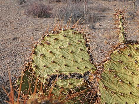 Searchlight Pricklypear (Opuntia curvispina)