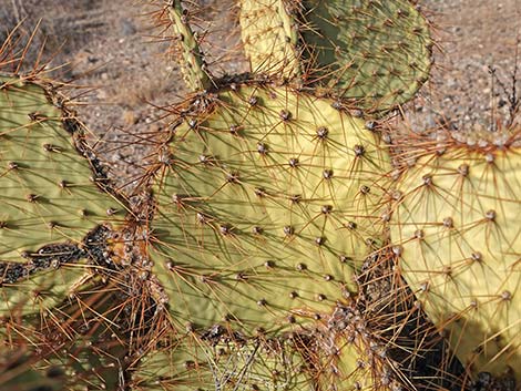 Searchlight Pricklypear (Opuntia curvispina)