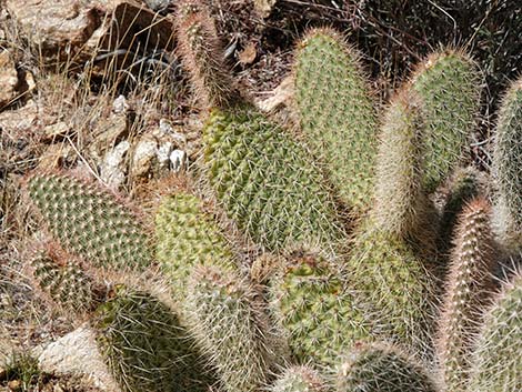 Western Pricklypear Cactus (Opuntia diploursina)