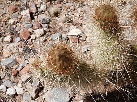 Western Pricklypear Cactus (Opuntia diploursina)