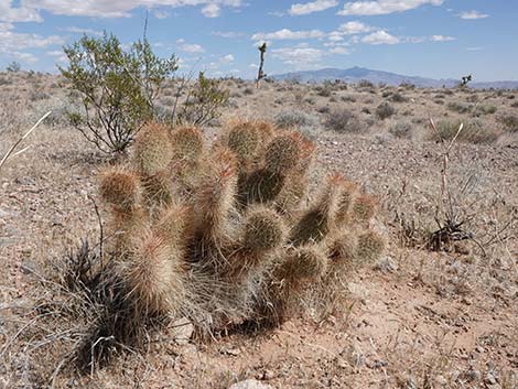 Western Pricklypear Cactus (Opuntia diploursina)