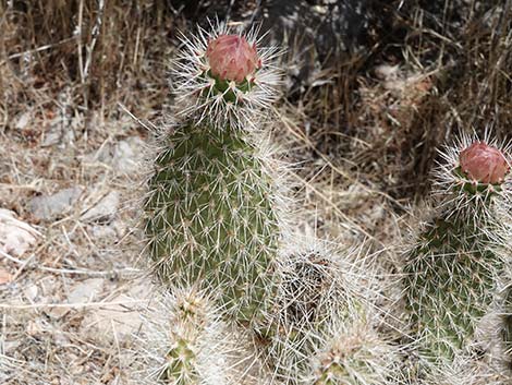 Western Pricklypear Cactus (Opuntia diploursina)