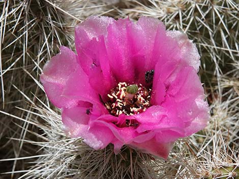 Western Pricklypear Cactus (Opuntia diploursina)