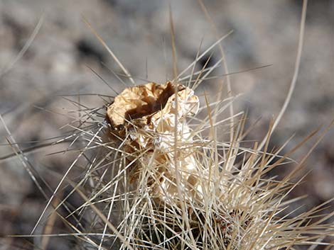 Western Pricklypear Cactus (Opuntia diploursina)