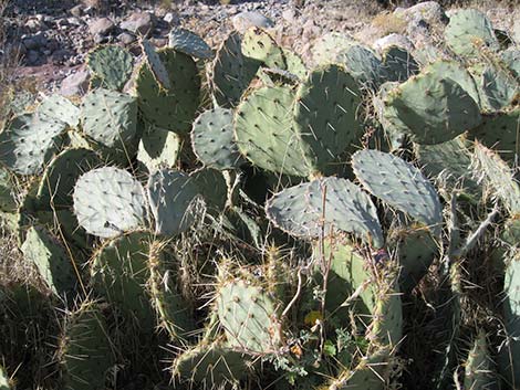 Cactus Apple Pricklypear (Opuntia engelmannii)