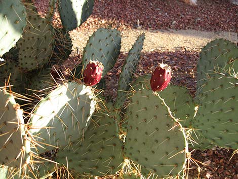 Cactus Apple Pricklypear (Opuntia engelmannii)