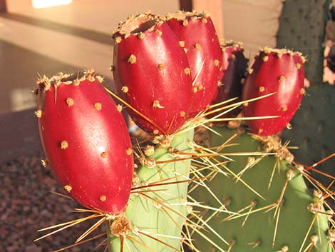 Cactus Apple Pricklypear (Opuntia engelmannii)