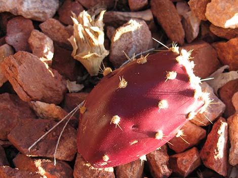 Cactus Apple Pricklypear (Opuntia engelmannii)