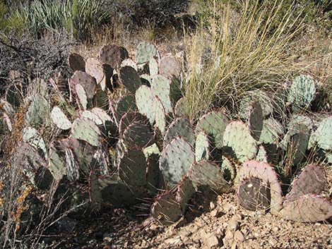 Tulip Pricklypear (Opuntia phaeacantha)