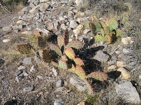 Tulip Pricklypear (Opuntia phaeacantha)