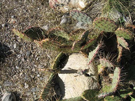 Tulip Pricklypear (Opuntia phaeacantha)