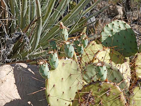 Tulip Pricklypear (Opuntia phaeacantha)