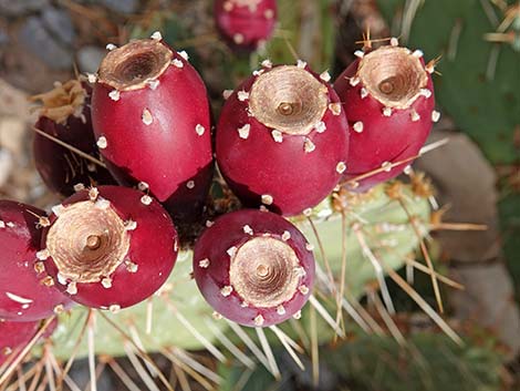 Tulip Pricklypear (Opuntia phaeacantha)