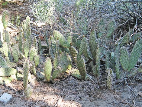 Hairspine Cactus (Opuntia polyacantha var. polyacantha)